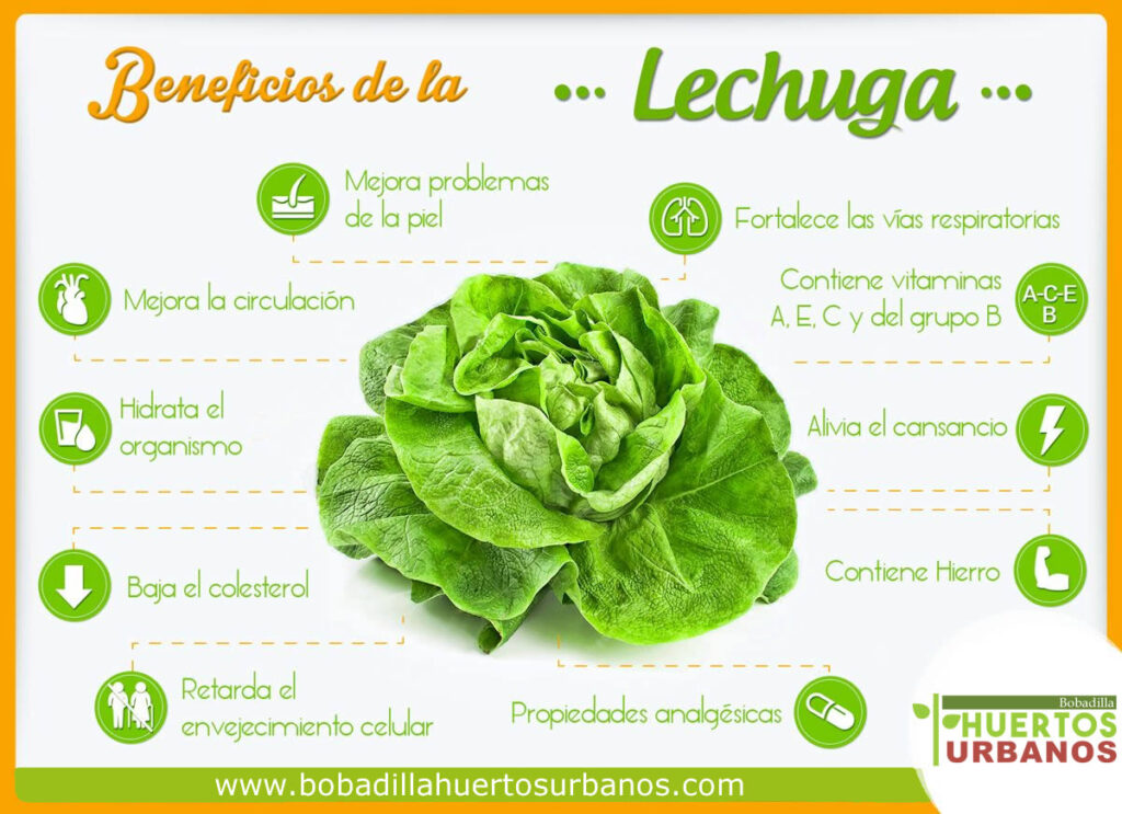 Lechugas de la huerta