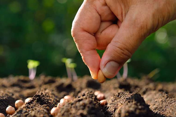 Semillas y Plantas