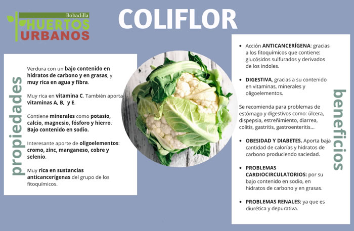 Coliflor de la Huerta