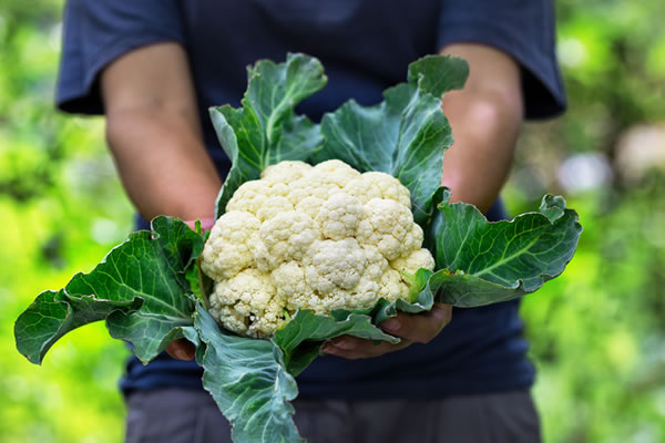 Coliflor de la Huerta