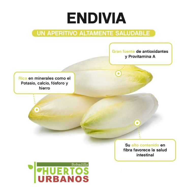 Beneficios de la endivia