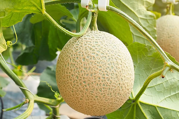 Melón de la Huerta