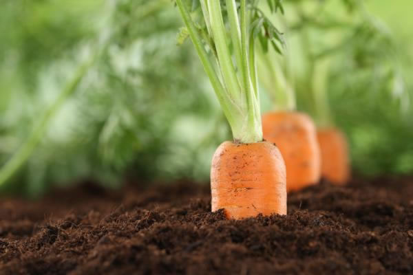 Zanahorias de la Huerta