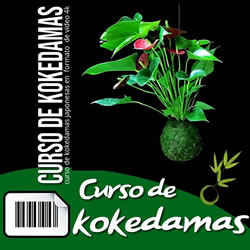 Curso de Kokedamas